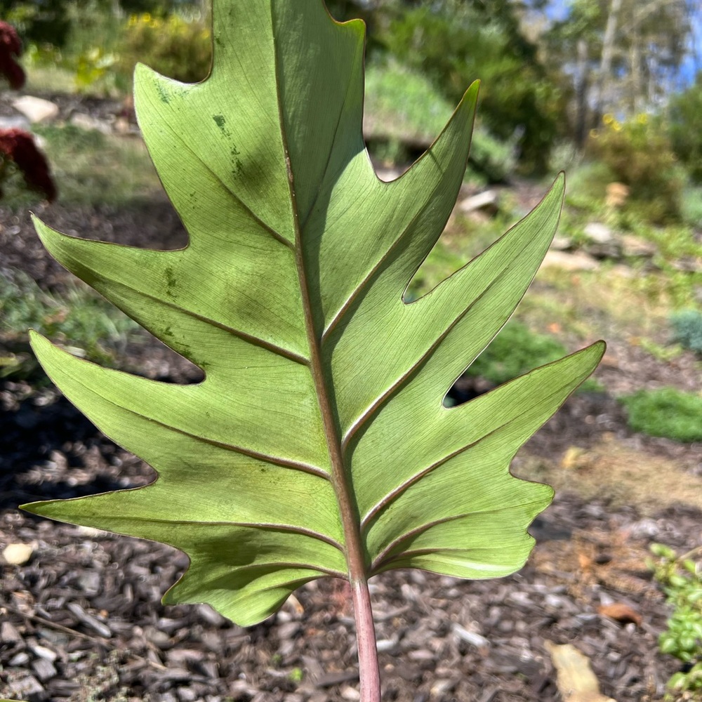 Philodendron Mayoi - Picture 3 of 6